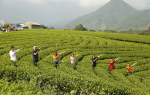Thai Nguyen Tea Growing Province - Hình ảnh 6
