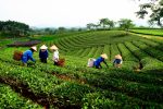 Thai Nguyen Tea Growing Province - Hình ảnh 3