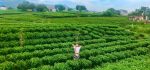 Thai Nguyen Tea Growing Province - Hình ảnh 2