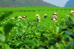 Thai Nguyen Tea Growing Province - Hình ảnh 7