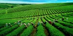 Thai Nguyen Tea Growing Province - Hình ảnh 5